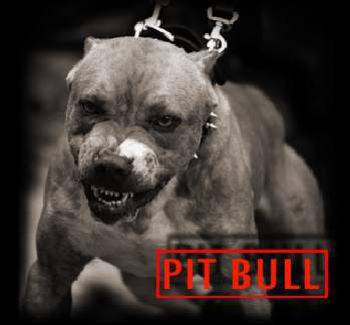 pit  bull